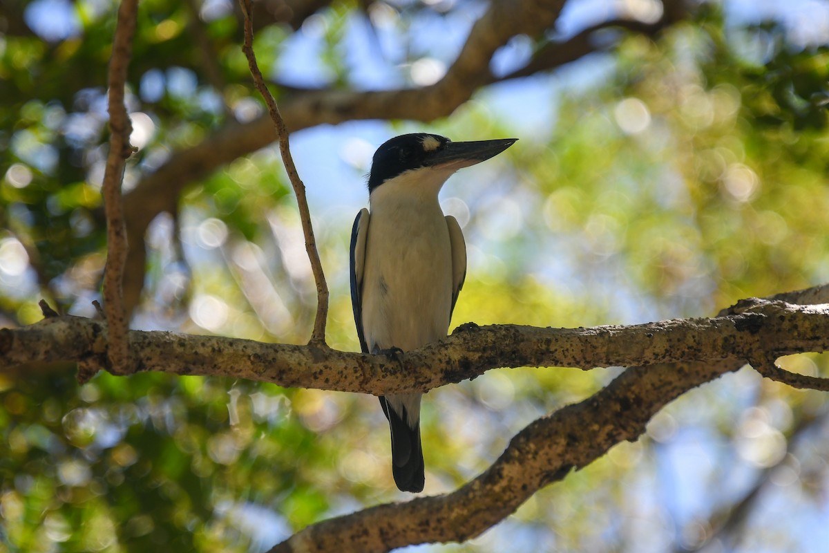 Forest Kingfisher - ML646849351