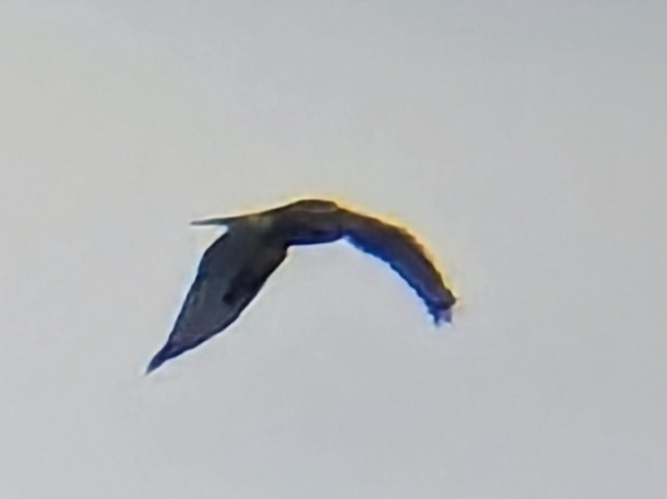 Rough-legged Hawk - ML646849353