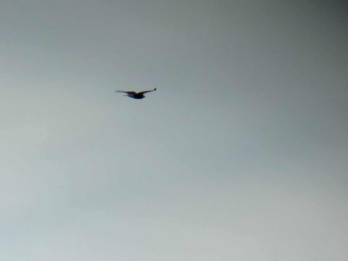 Rough-legged Hawk - ML646849354