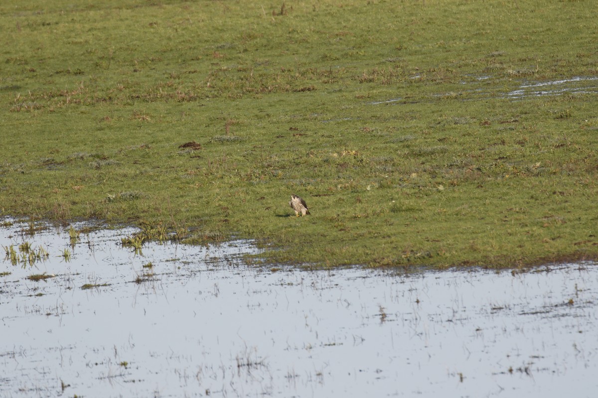 Peregrine Falcon - ML646849355