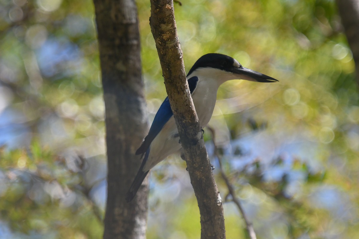 Forest Kingfisher - ML646849358
