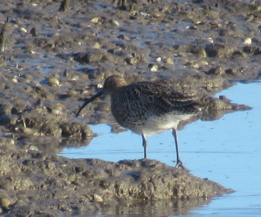 Kurlinta handia - ML646849359