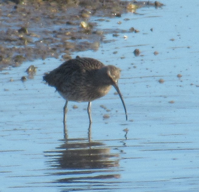 Kurlinta handia - ML646849360