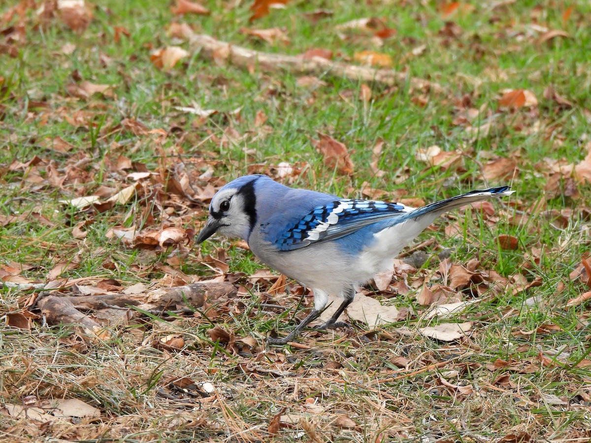 Mavi Karga - ML646849362