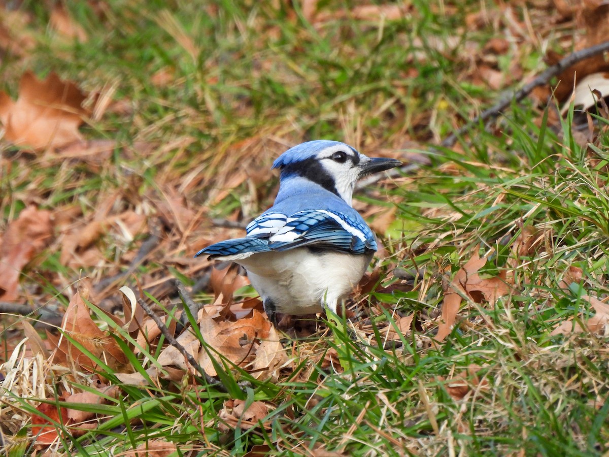 Mavi Karga - ML646849363