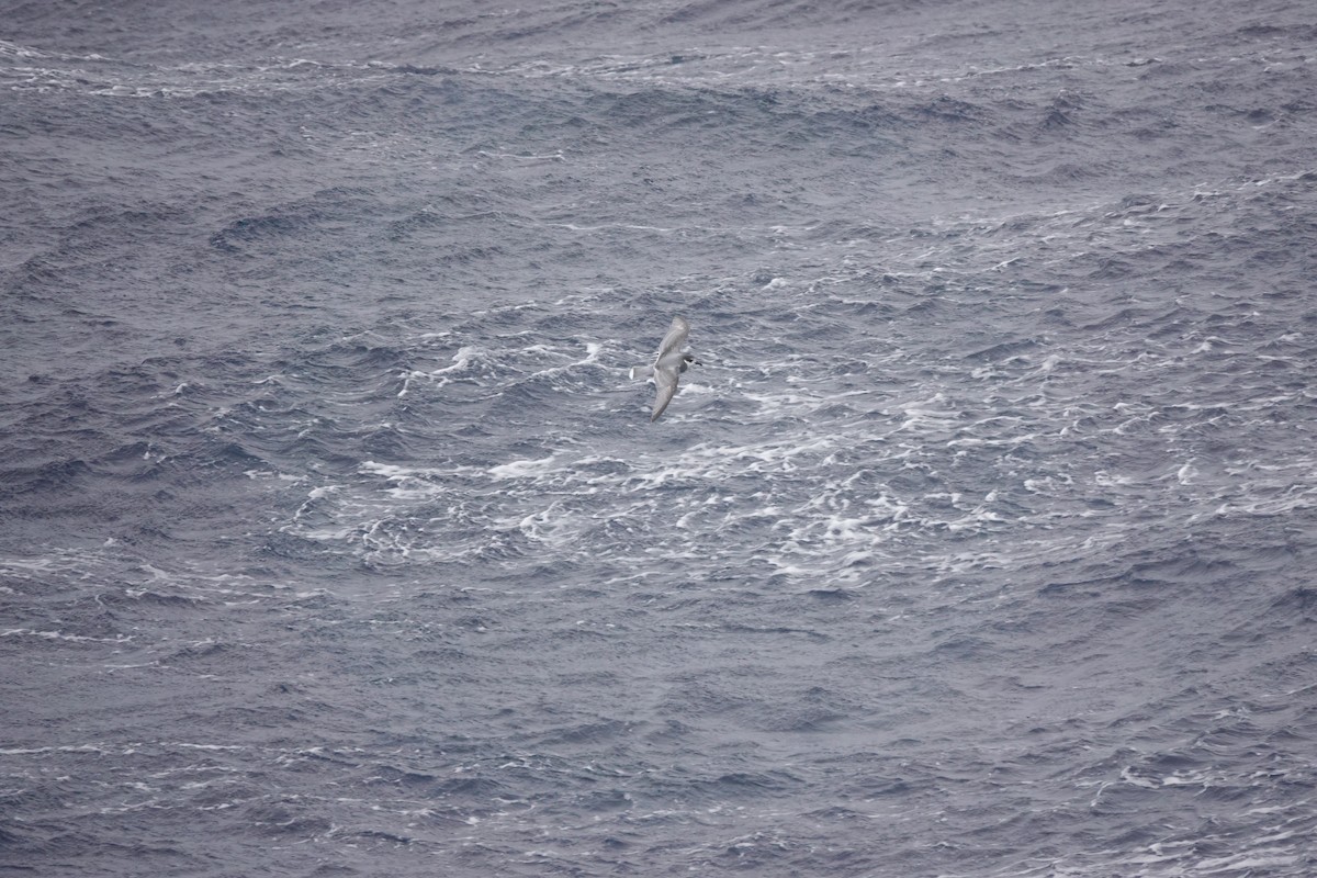 Ak Kuyruklu Priyon - ML646849365