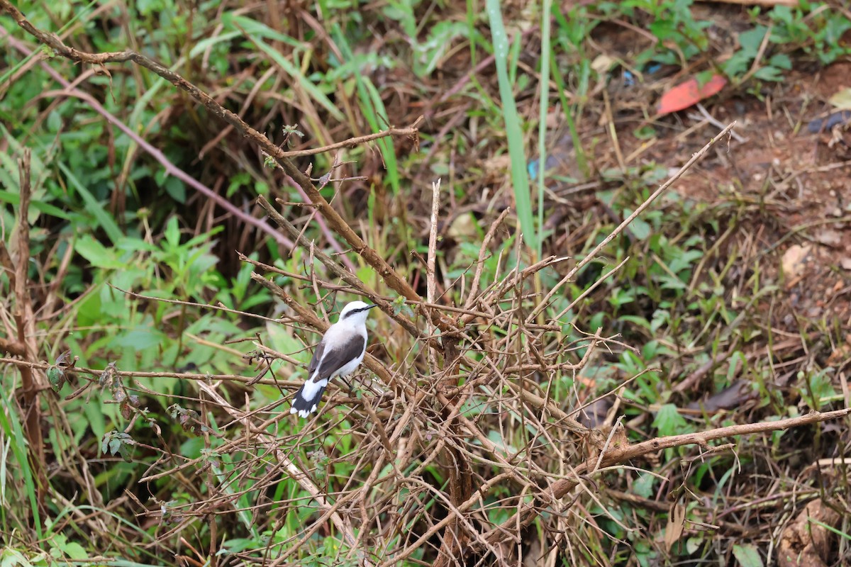 Masked Water-Tyrant - ML646849367