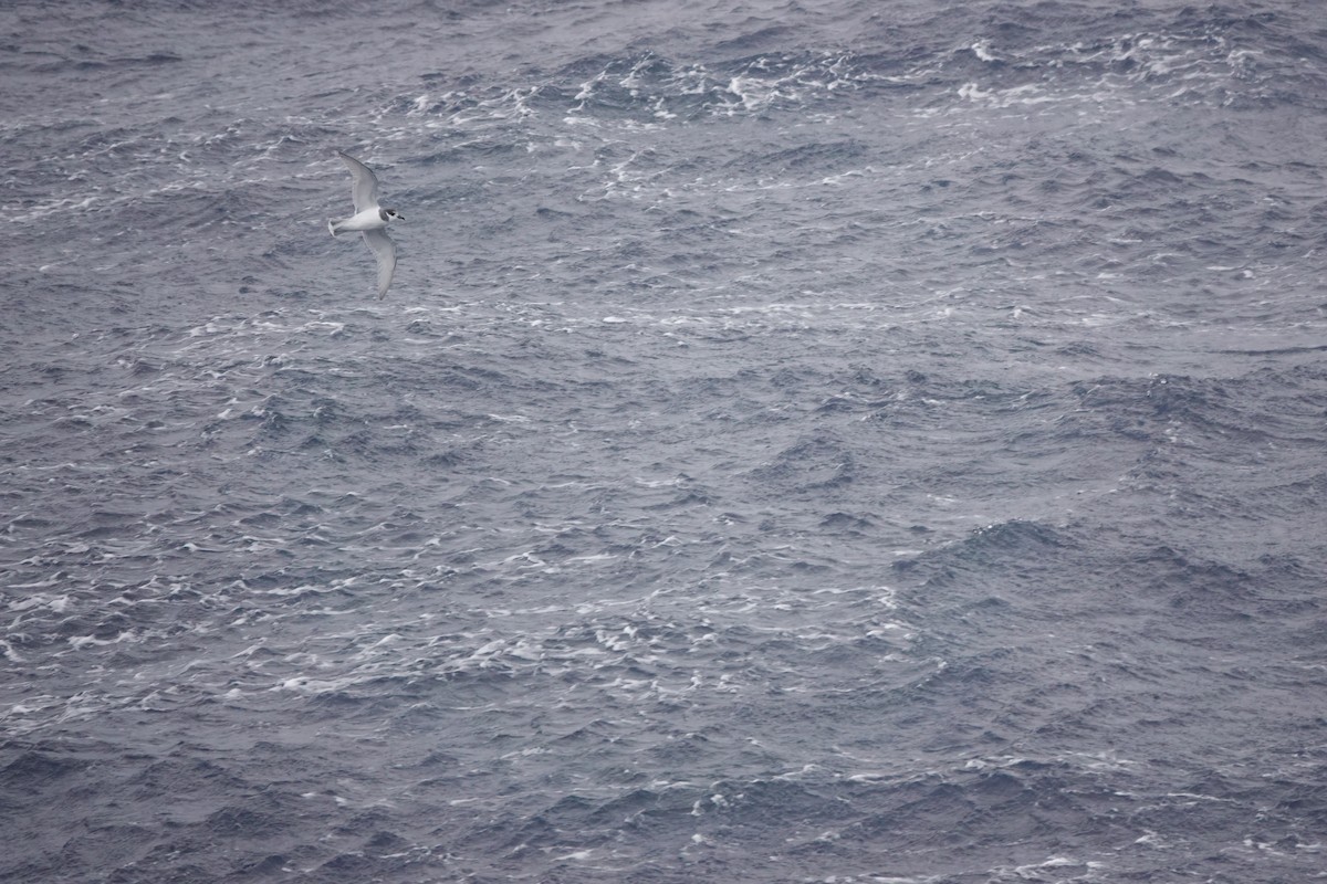 Ak Kuyruklu Priyon - ML646849368