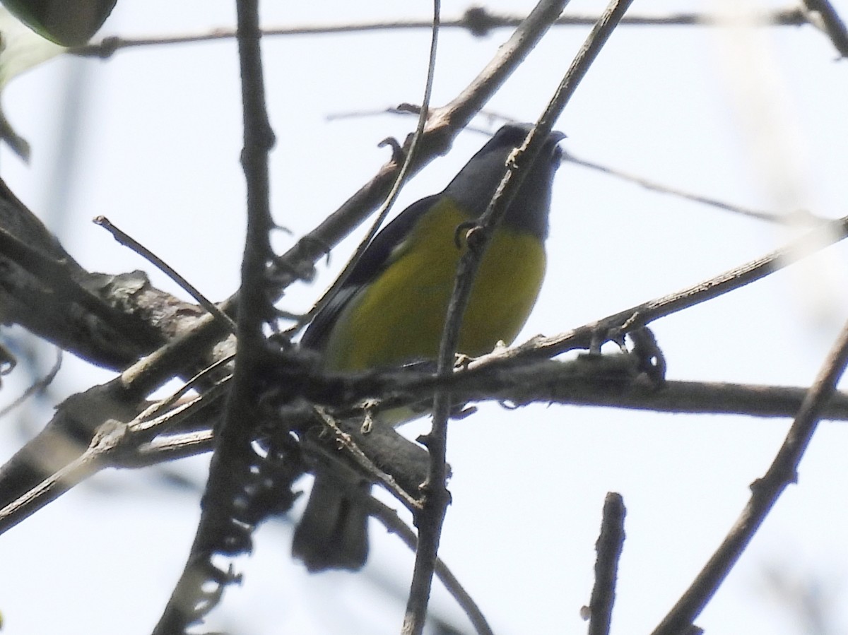 Sucrier à ventre jaune - ML646849370