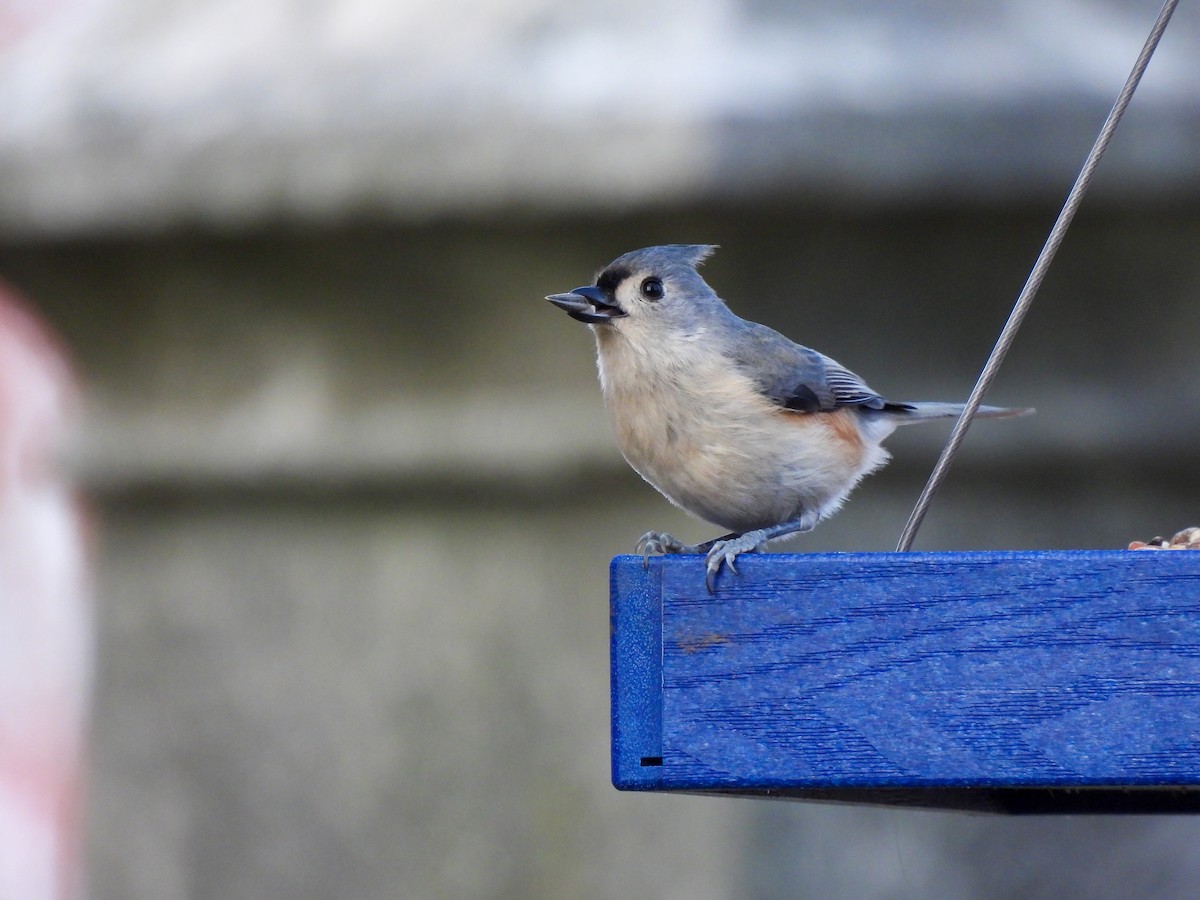 エボシガラ - ML646849372