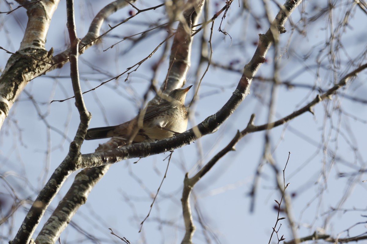 Durdula - ML646849373