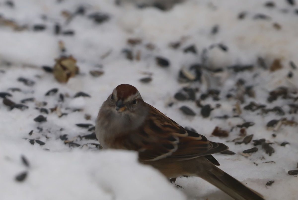 Пасовник північний - ML646849374
