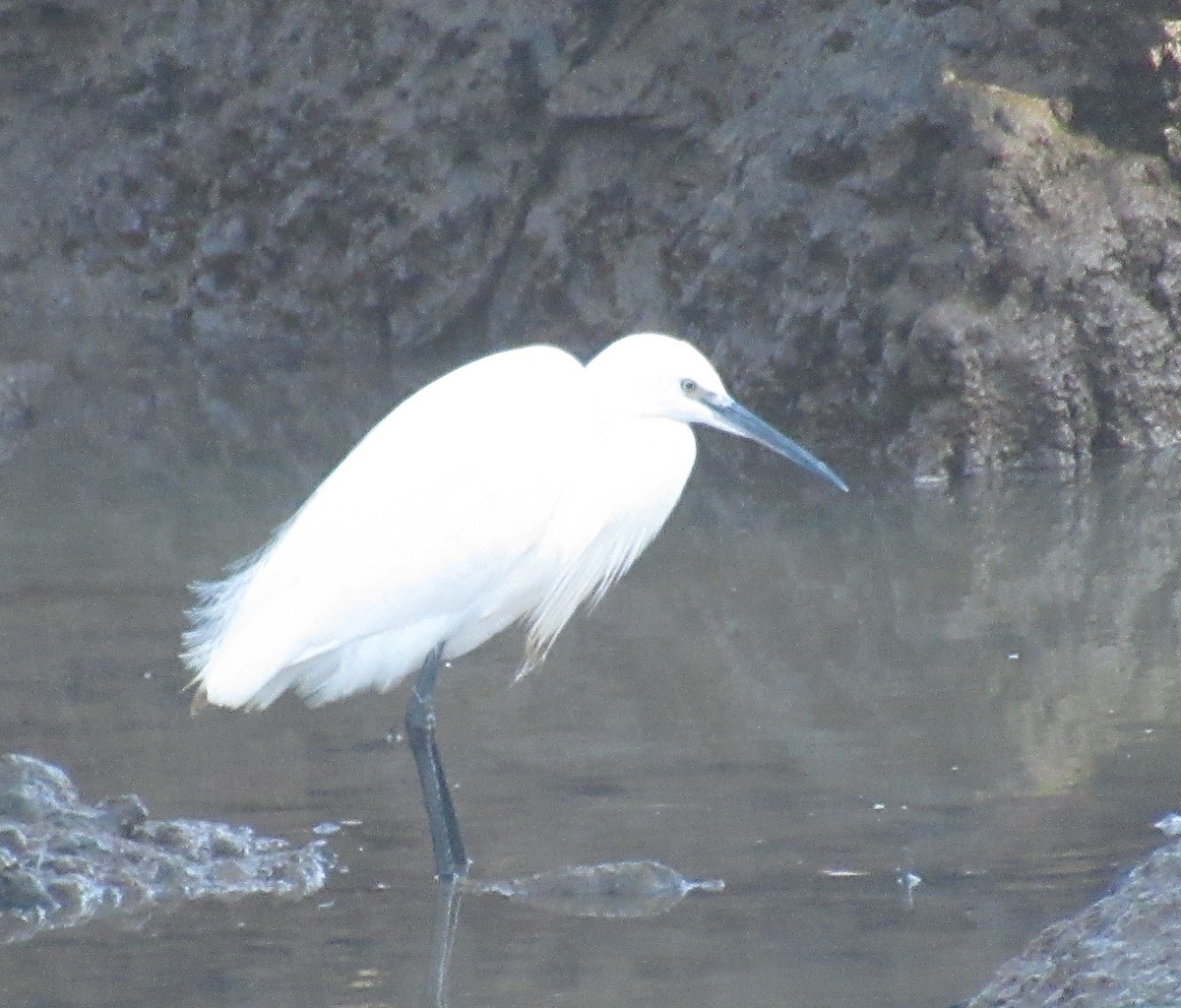 Koartzatxo txikia - ML646849376