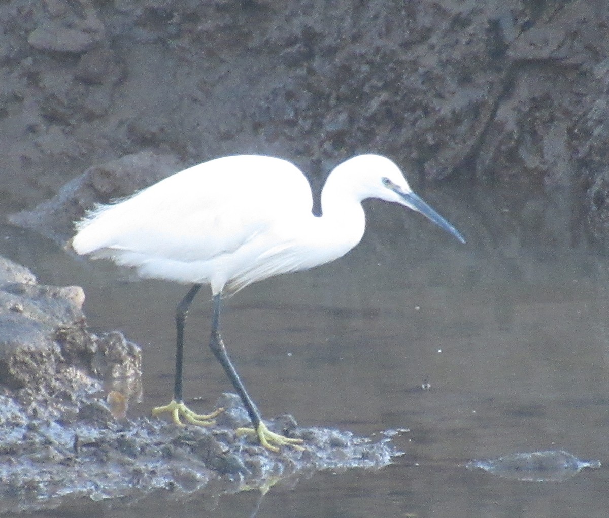 Koartzatxo txikia - ML646849377