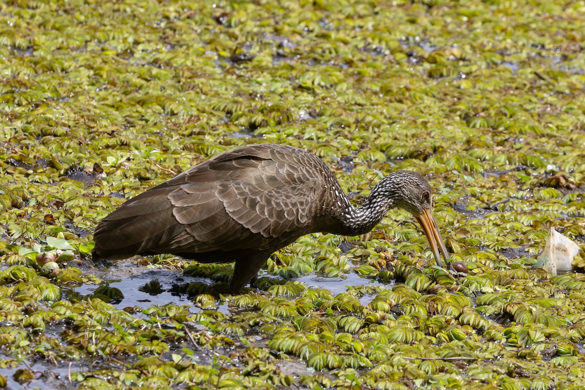 kurlan chřástalovitý - ML646849379