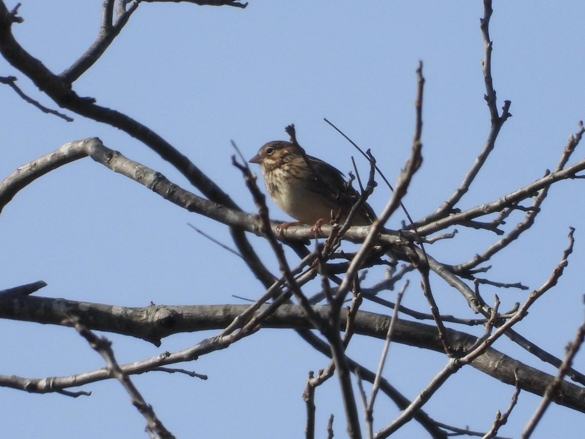 Vesper Sparrow - ML646849380