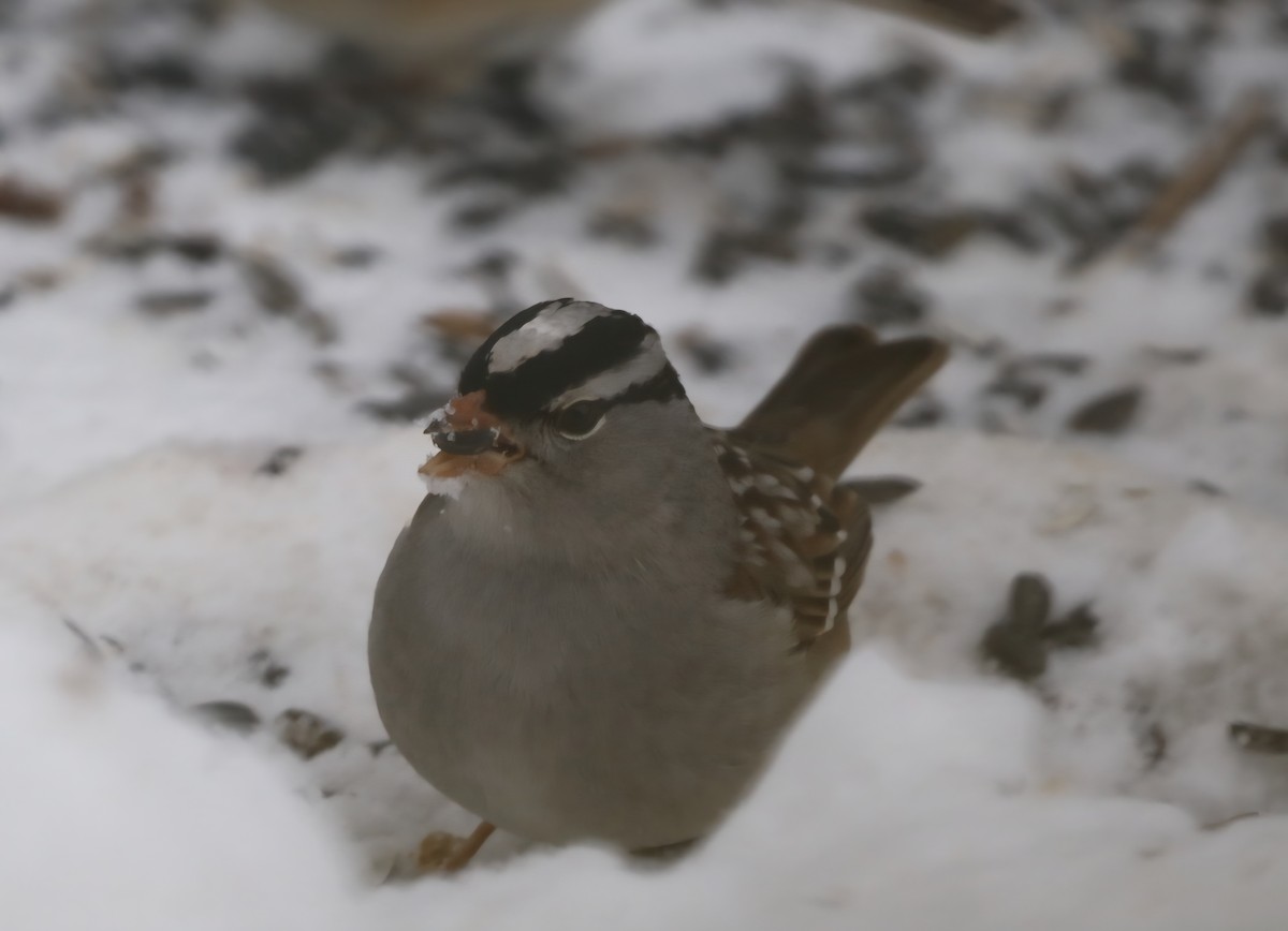 Porsuk Serçesi - ML646849388