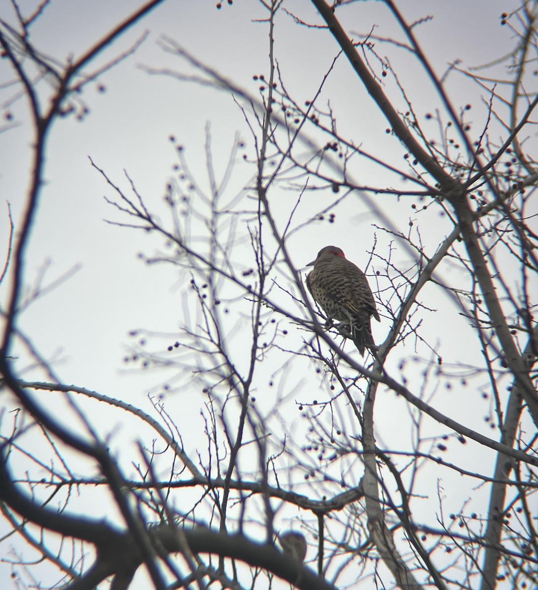 Northern Flicker - ML646849389