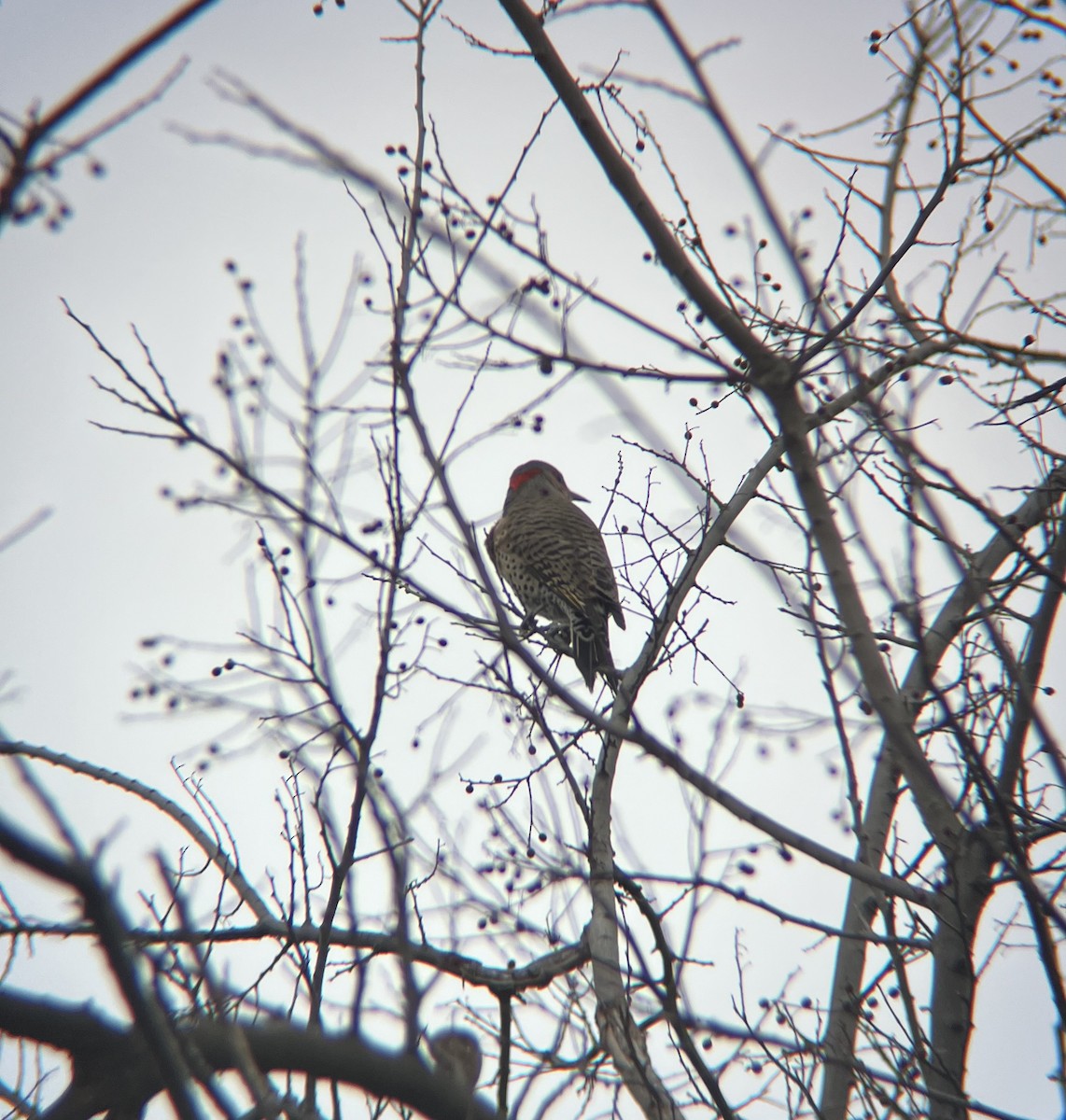 Northern Flicker - ML646849390