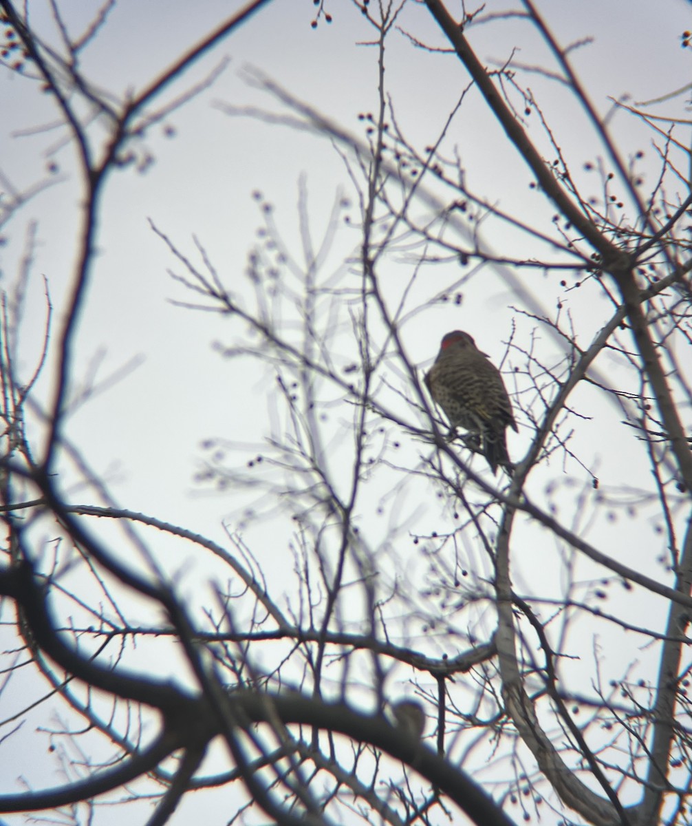 Northern Flicker - ML646849391