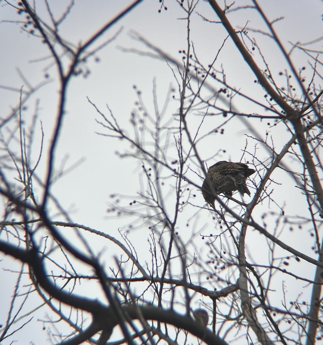 Northern Flicker - ML646849392