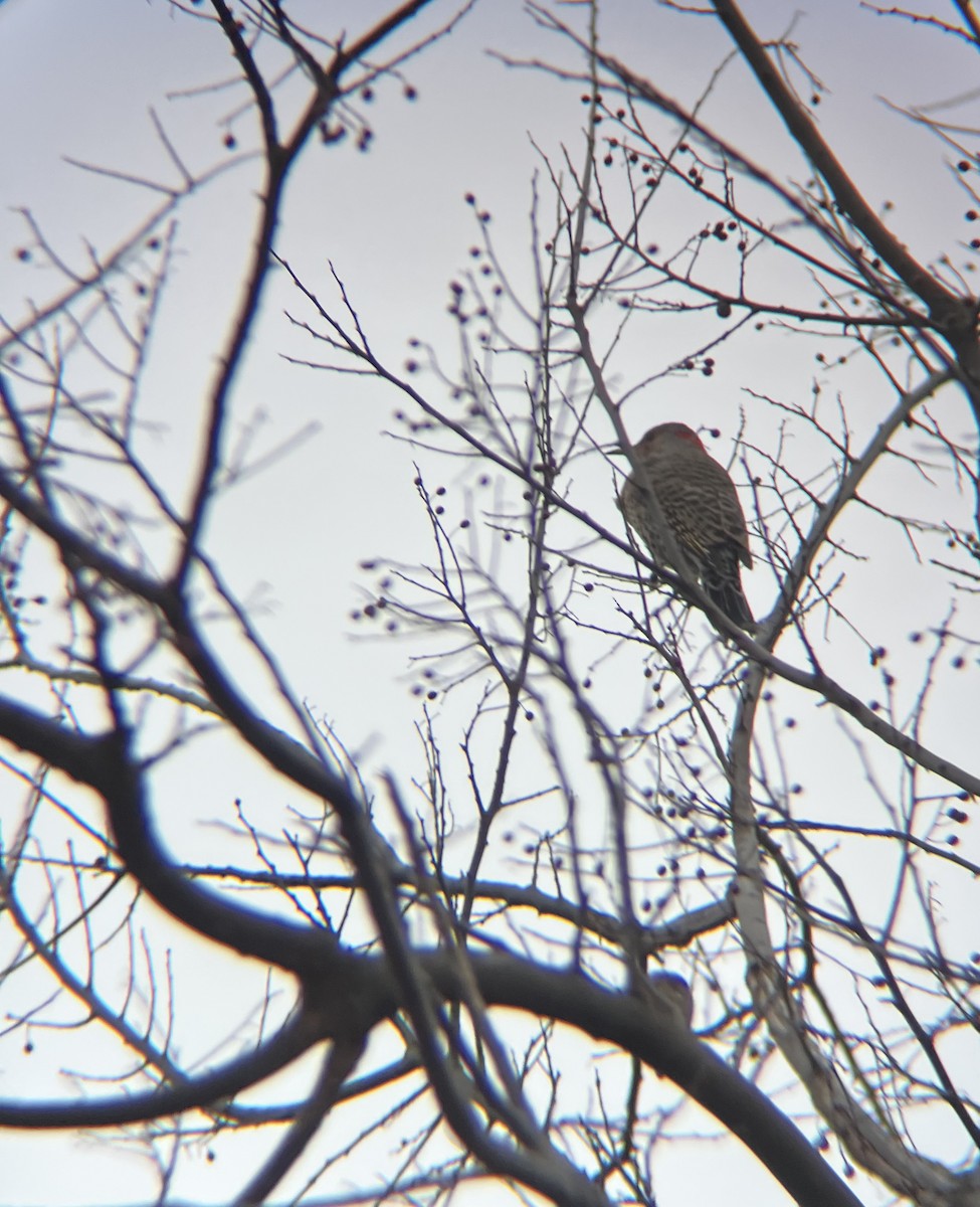 Northern Flicker - ML646849393