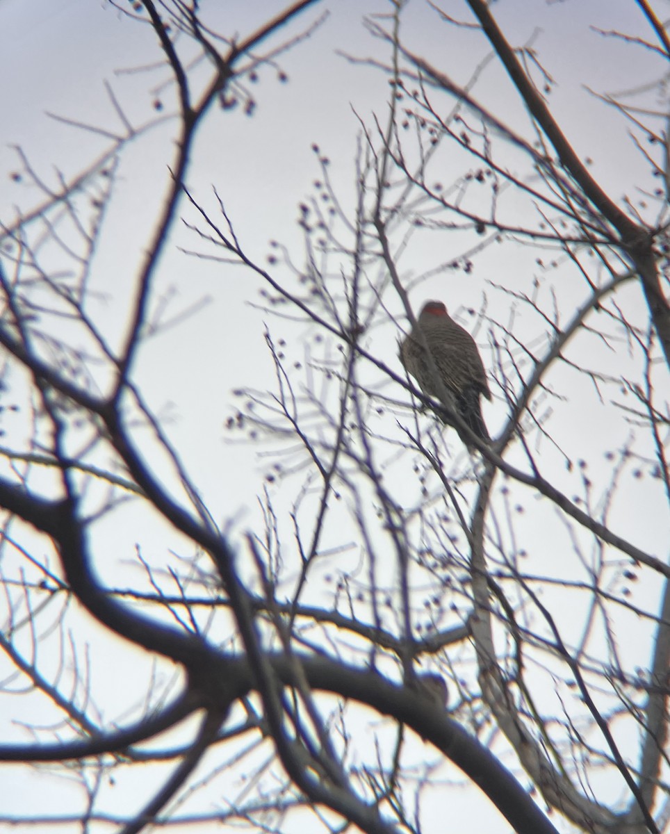 Northern Flicker - ML646849394