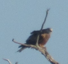 Miru gorria - ML646849395