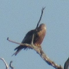 Miru gorria - ML646849396