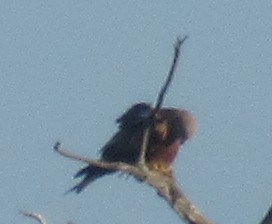 Miru gorria - ML646849397