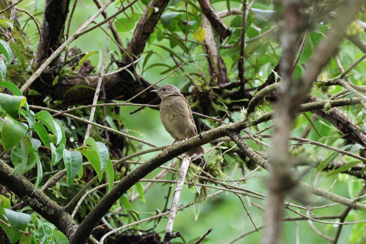Pale-breasted Thrush - ML646849401