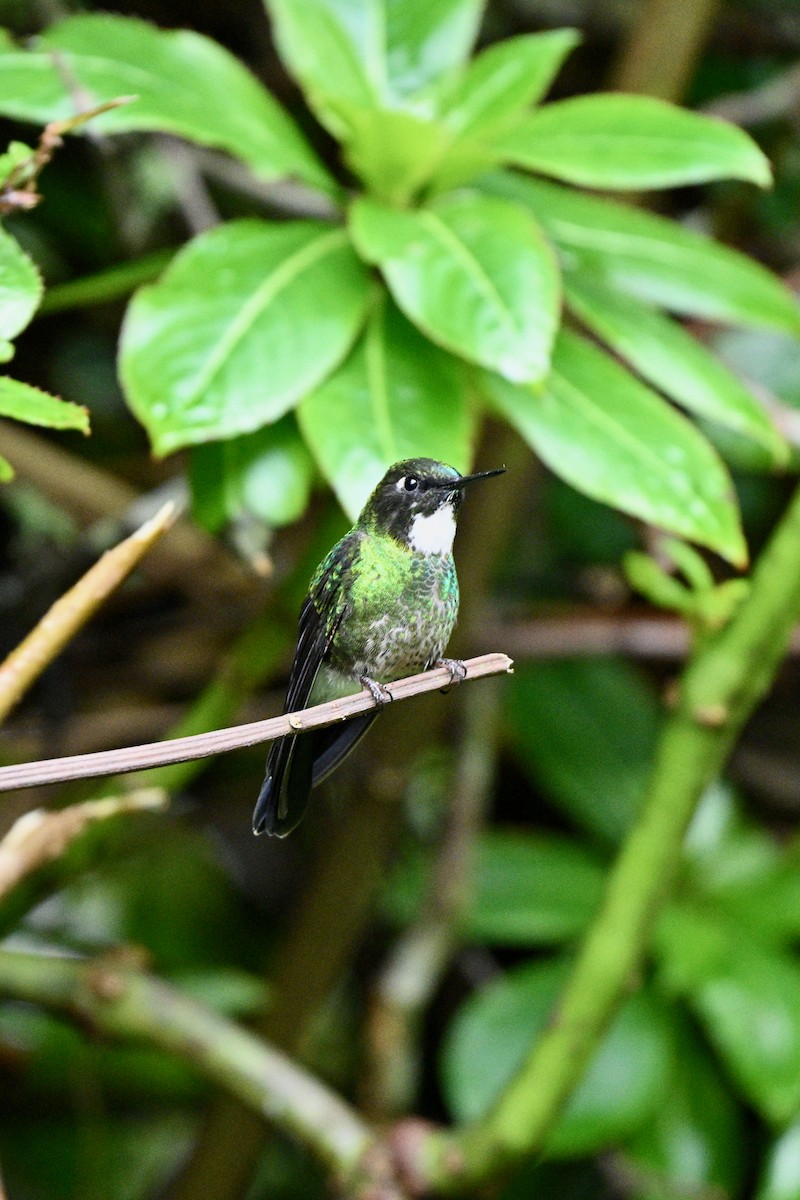 Tourmaline Sunangel - ML646849402