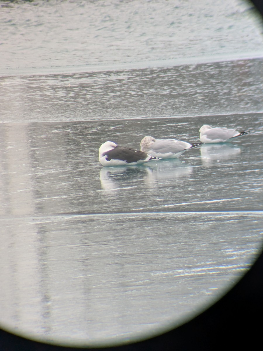 שחף ימי - ML646849403