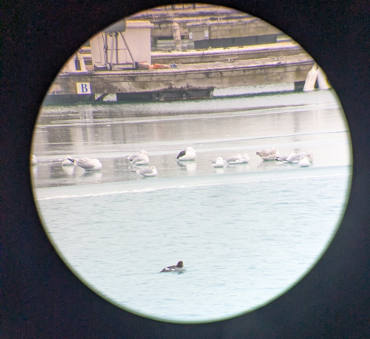 שחף ימי - ML646849404