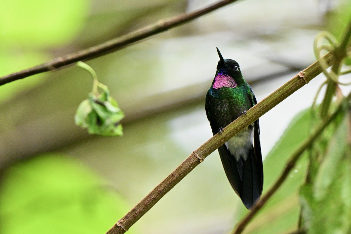 Tourmaline Sunangel - ML646849405