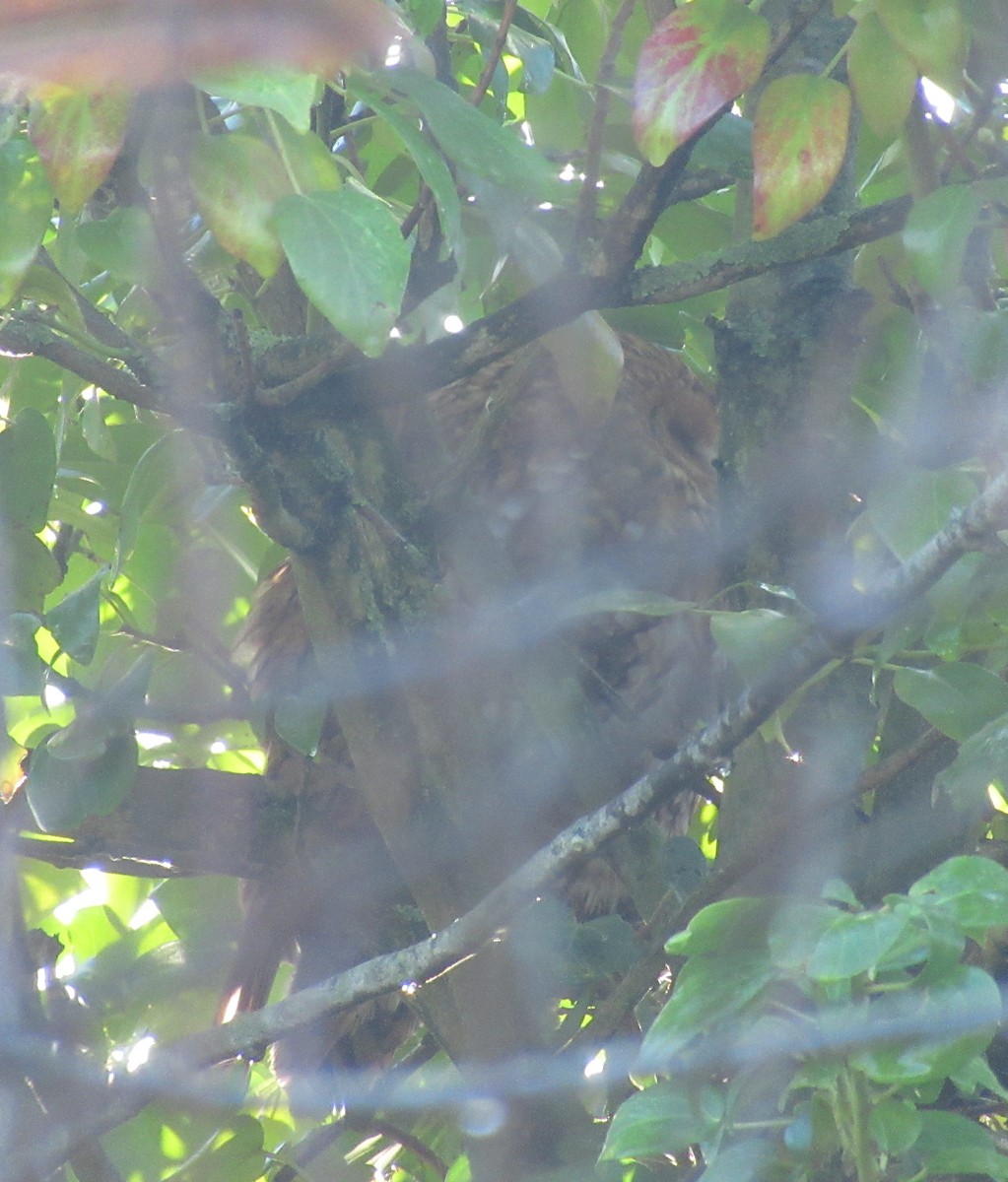 Allocco - ML646849407