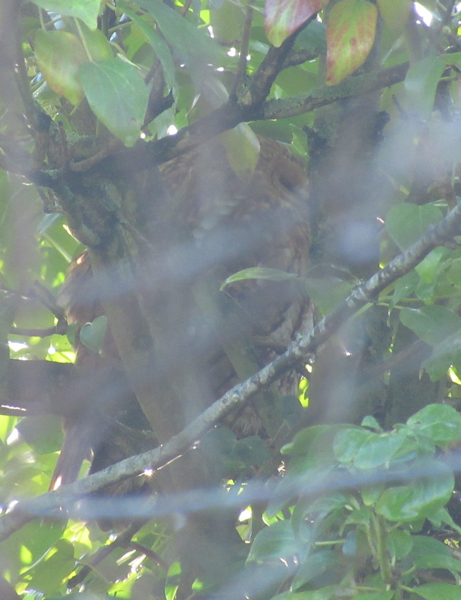 Allocco - ML646849408