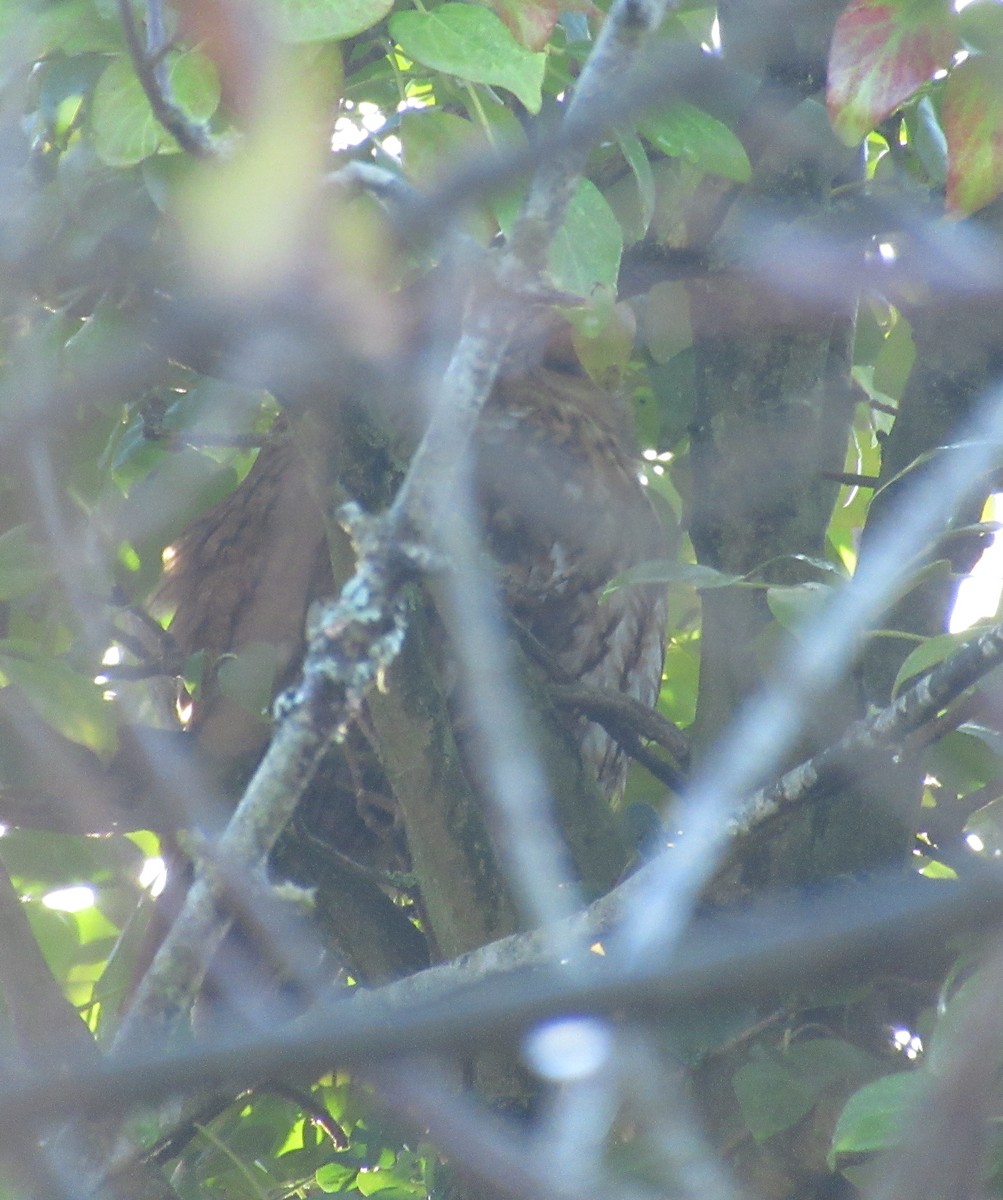 Allocco - ML646849409