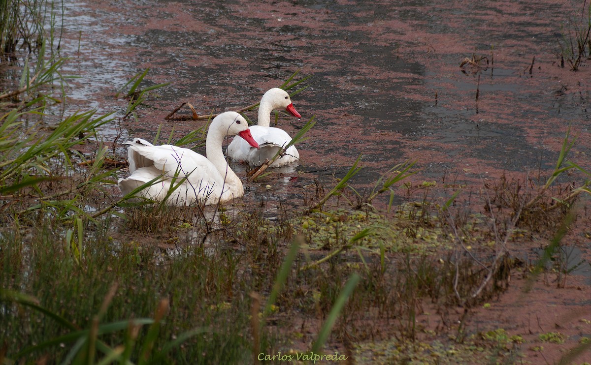Coscoroba Swan - ML646849418