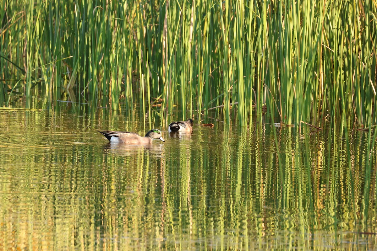 Ahate txistulari amerikarra - ML646849420