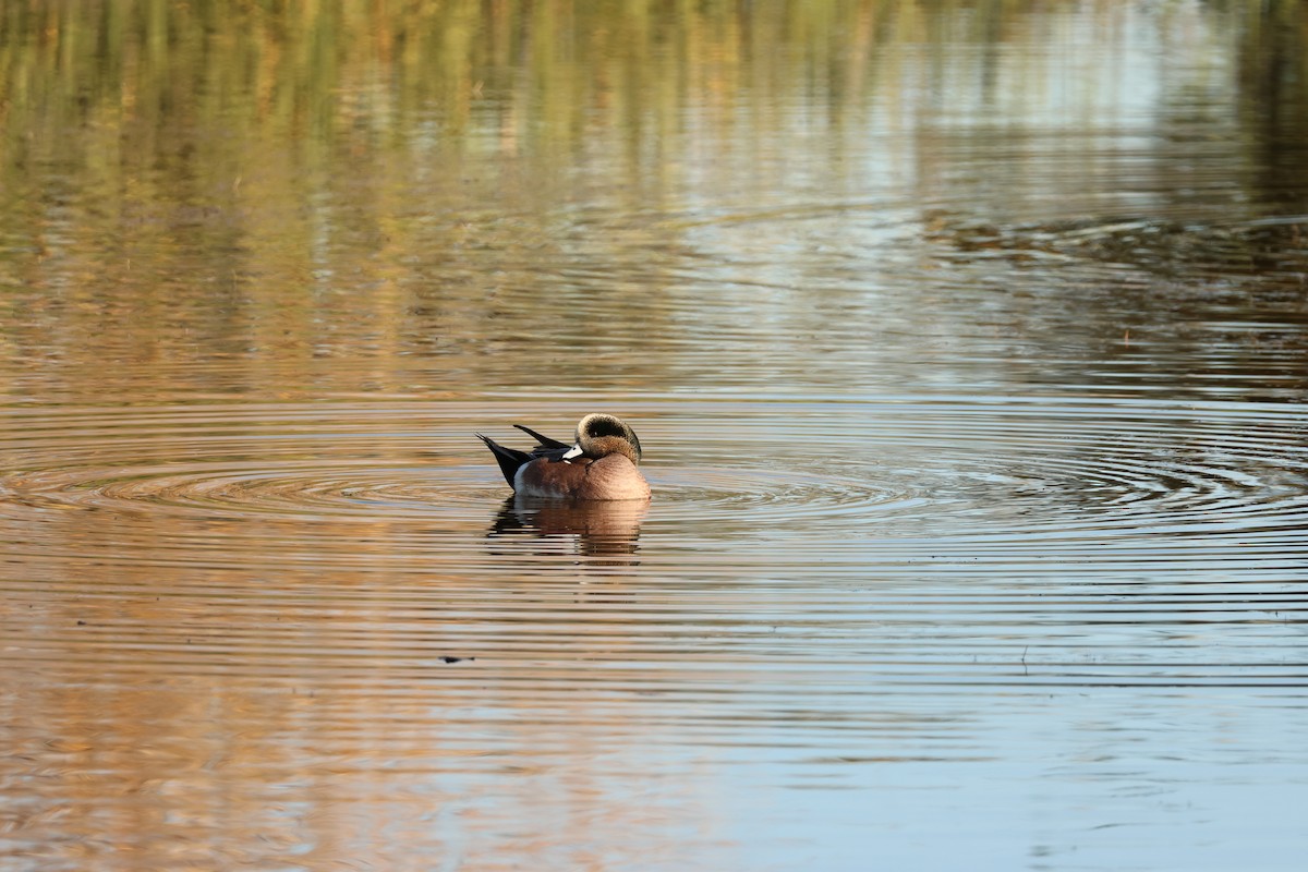 Ahate txistulari amerikarra - ML646849421