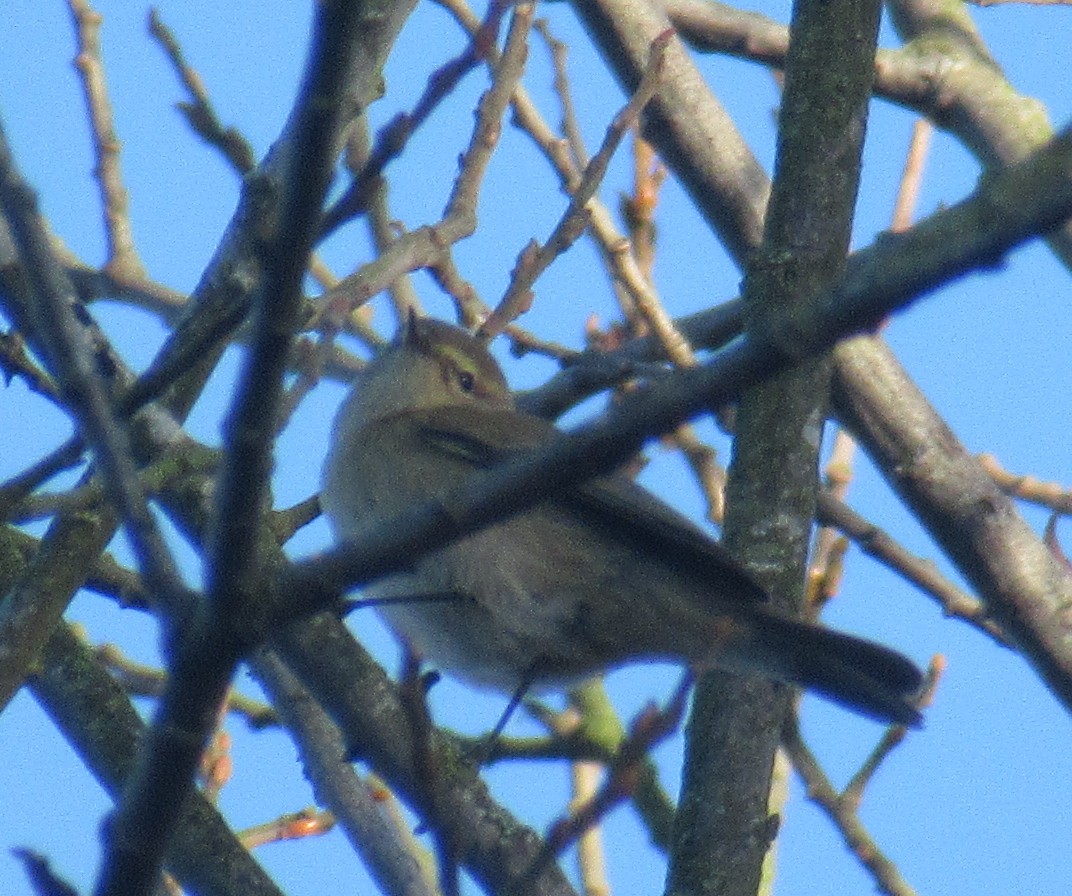 Common Chiffchaff - ML646849425
