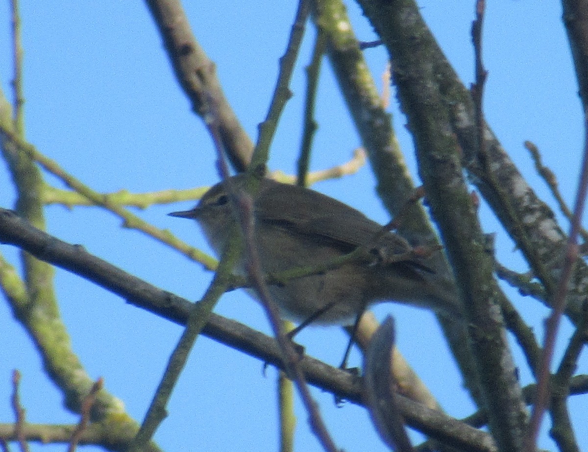 Common Chiffchaff - ML646849426