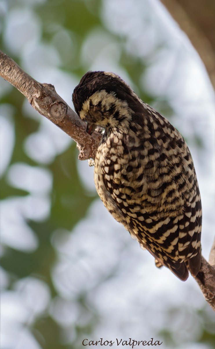 Полосатохвостый дятел - ML646849429