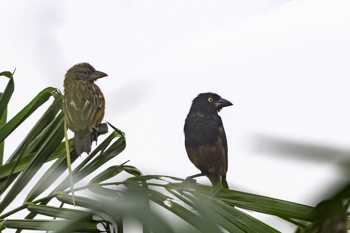 Chestnut-and-black Weaver - ML646849433