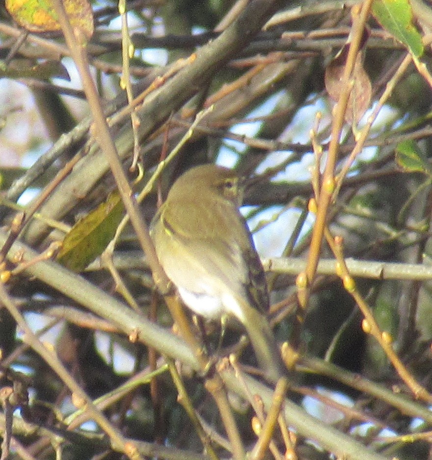 Common Chiffchaff - ML646849434