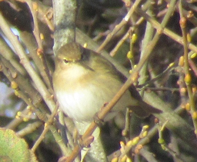 Common Chiffchaff - ML646849435