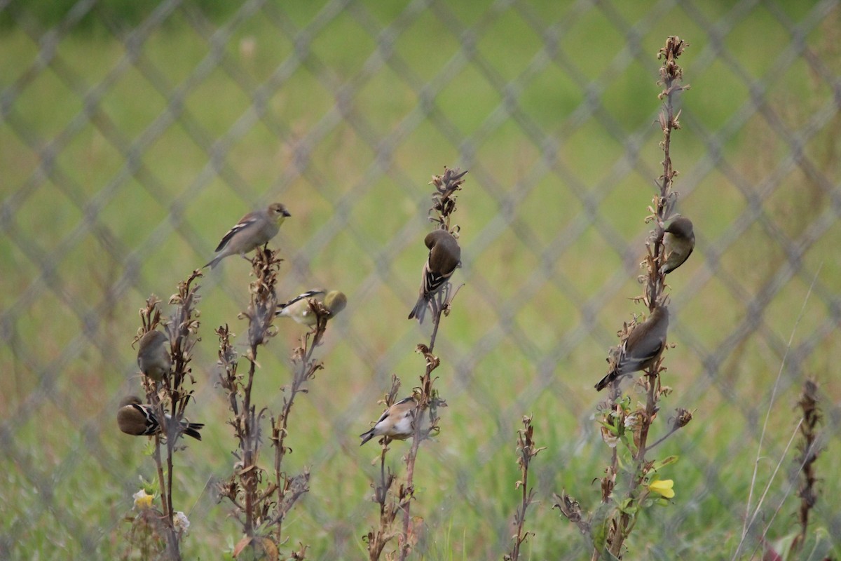 Чиж золотий - ML646849436