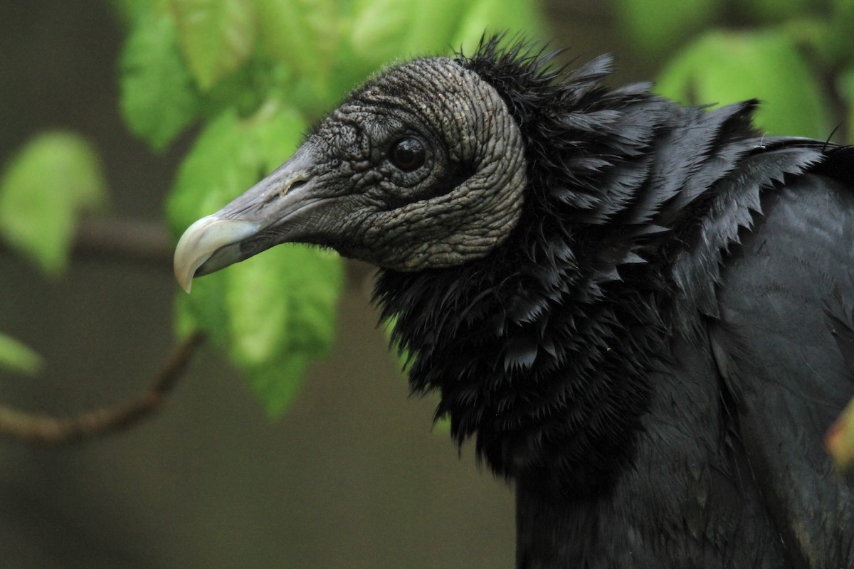 Катарта чорна - ML646849439