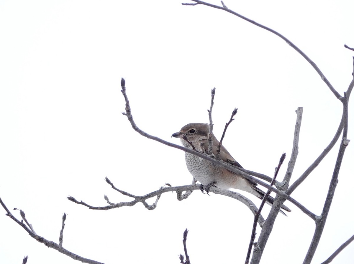 borealvarsler - ML646849441